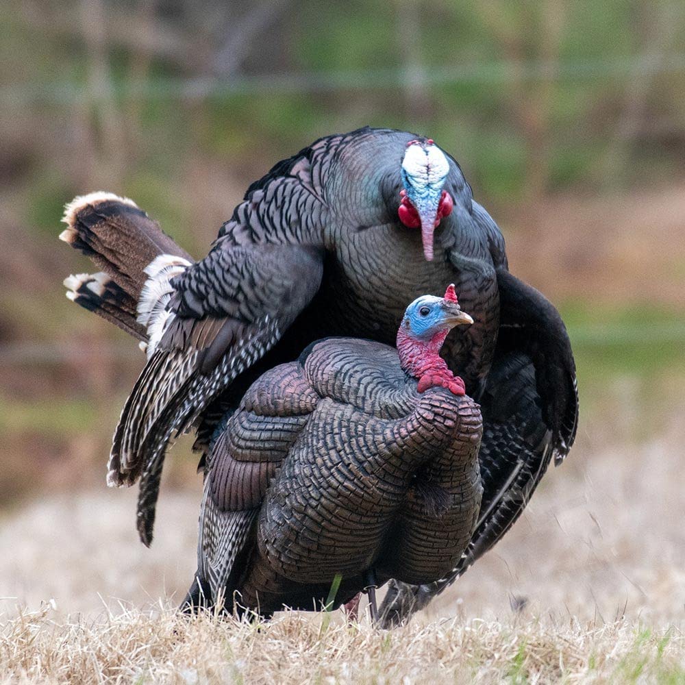 3/4 Strut Jake Turkey Decoy F3662
