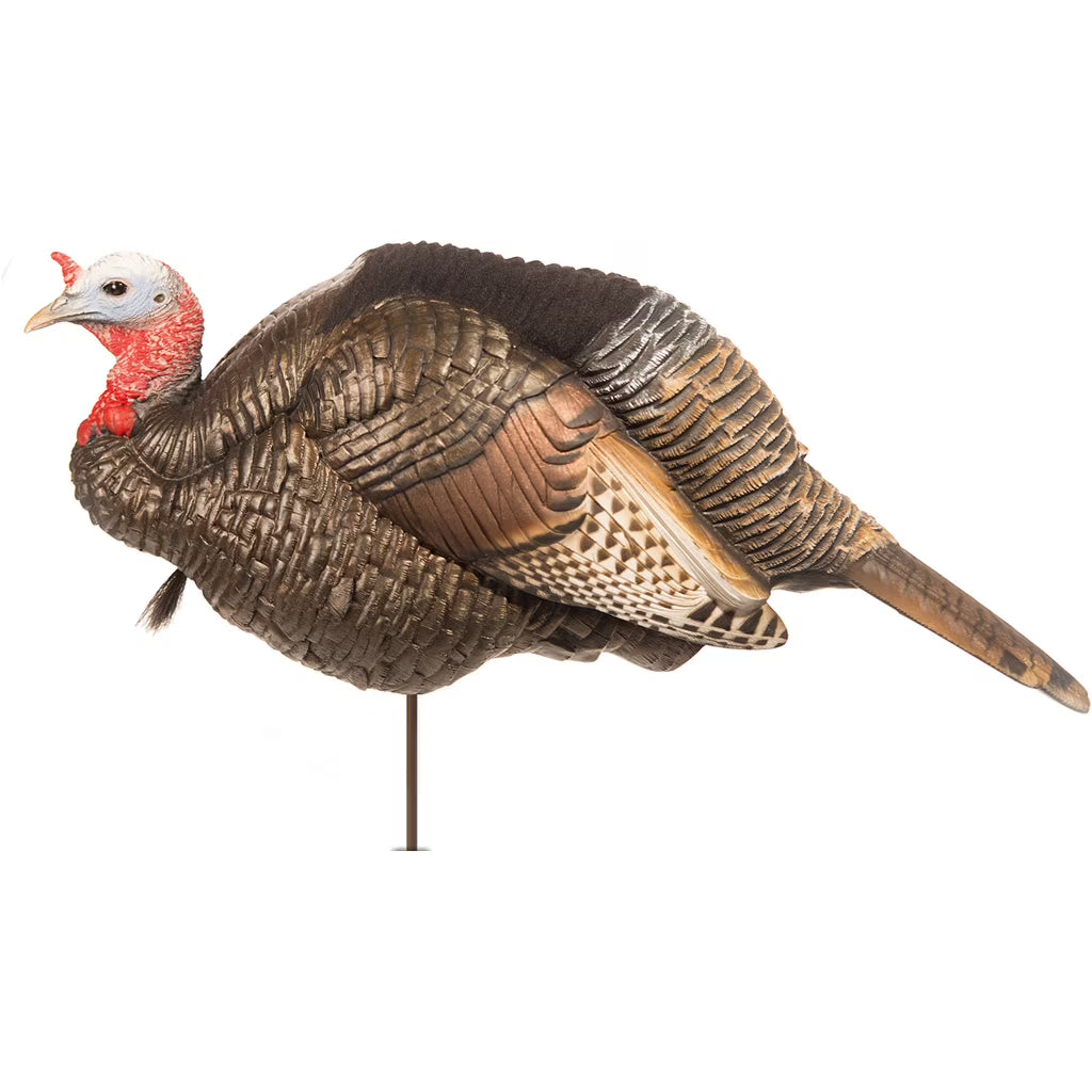 3/4 Strut Jake Turkey Decoy F3662