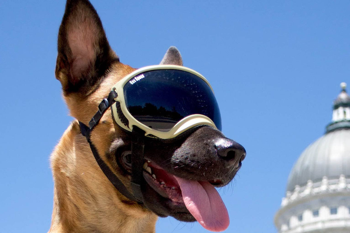 Army Green Dog Goggles with 2 Clear Lenses W2800