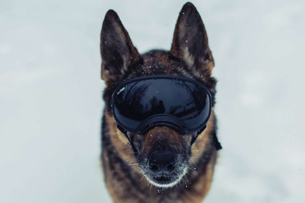 Army Green Dog Goggles with 2 Clear Lenses W2800
