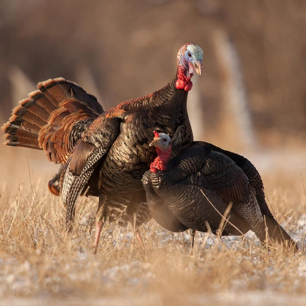 3/4 Strut Jake Turkey Decoy F3662